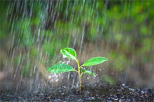 From Ground Cherries to Kohlrabi: Unusual March Planting Ideas for Georgia