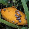 🐛 August Pest Alerts: Protecting Georgia’s Fall Crops from Cabbage Worms & Squash Bugs