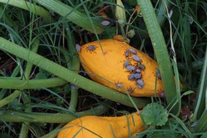 🐛 August Pest Alerts: Protecting Georgia’s Fall Crops from Cabbage Worms & Squash Bugs