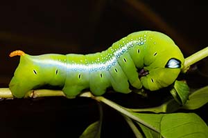 Avoid These Common March Mistakes in Your Georgia Garden