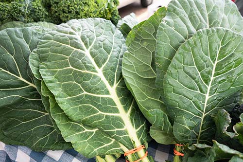 Close up of three Bundles of fresh collard greens