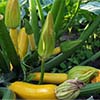 Flowering and fruits courgette