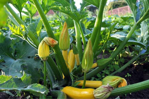 Flowering and fruits courgette