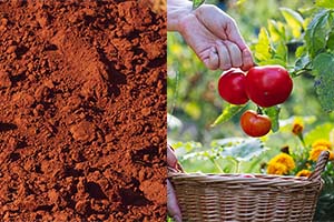Spring Forward with Georgia's Top Gardening Trends for March