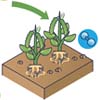 🌱 From Summer to Fall: How to Transition Your Georgia Garden in August 🍂