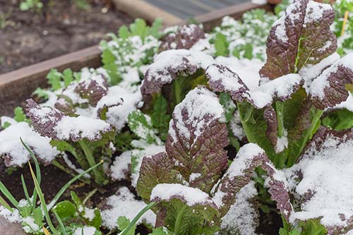 Fall in Georgia: Must-Plant Vegetables for Cool Weather