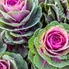 🍂 Georgia’s September Secret: Sow Now for Sweeter Fall Harvests 🌱