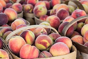 Your Ultimate Guide to Growing Peaches in Georgia