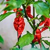 Hot Peppers, Pollinators, and Peaches: Georgia’s May Garden Essentials