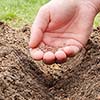 🌱 Keep Gardening! 5 Fast-Growing Crops You Can Still Plant This October in Georgia