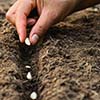 May Planting Guide: What Georgia Gardeners Should Sow Right Now