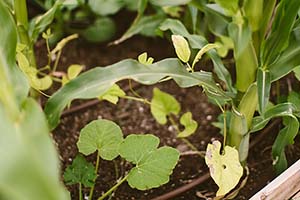 Rooted in Tradition, Grown for Georgia: How the Three Sisters Method Can Transform Your Garden