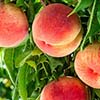 Sweet Georgia June! Organic Harvest Tips for Peaches, Blueberries & Early Tomatoes
