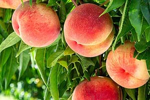 Sweet Georgia June! Organic Harvest Tips for Peaches, Blueberries & Early Tomatoes