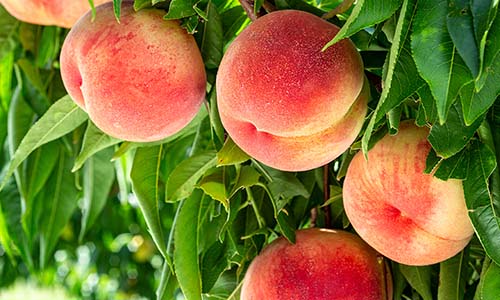 Sweet Georgia June! Organic Harvest Tips for Peaches, Blueberries & Early Tomatoes