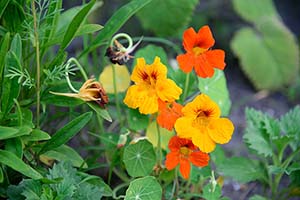 The Secret Weapon for Georgia Gardeners: Trap Plants That Protect Your Fruits and Veggies