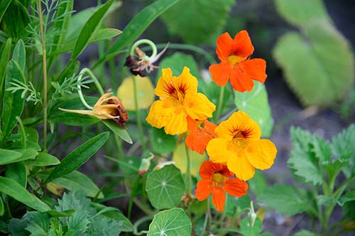 The Secret Weapon for Georgia Gardeners: Trap Plants That Protect Your Fruits and Veggies