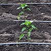 Water Wisely, Grow Wildly: Organic Irrigation Secrets for Georgia’s June Droughts