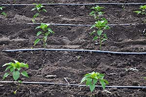 Water Wisely, Grow Wildly: Organic Irrigation Secrets for Georgia’s June Droughts