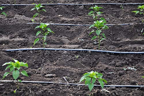Water Wisely, Grow Wildly: Organic Irrigation Secrets for Georgia’s June Droughts