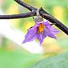 Why Every Georgia Garden Needs at Least One Eggplant
