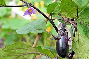 Why Every Georgia Garden Needs at Least One Eggplant