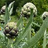 Artichokes