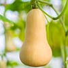 Butternut Squash