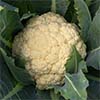 Cauliflower