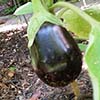 Eggplant