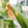 Fresh corn on stalk in field