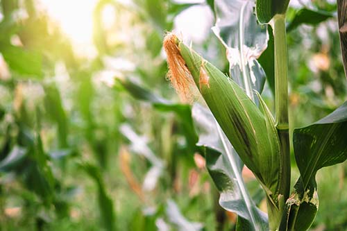 Fresh corn on stalk in field