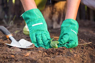 Gardening tips specifically tailored to Georgia's climate and conditions for soil preparation, planting, watering, and fertilizing