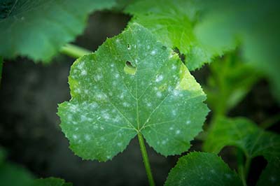 Preventing and controlling common pests and diseases is essential for successful fruit and vegetable gardening in Georgia.