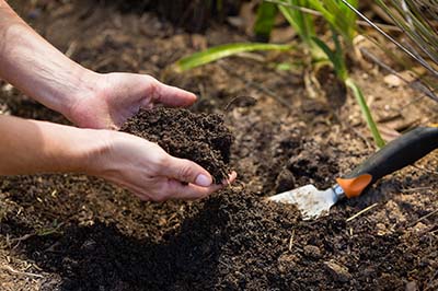 Gardening tips specifically tailored to Georgia's climate and conditions for soil preparation, planting, watering, and fertilizing