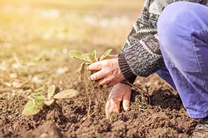 Mastering Georgia Garden Care: Weed Control, Fertilization, Treatment, and More