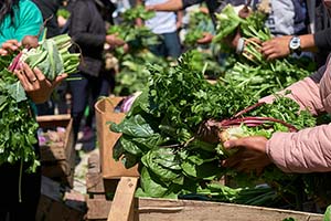 The Power of Georgia-Grown Fruits and Vegetables in Boosting Local Agribusinesses