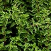 Marjoram